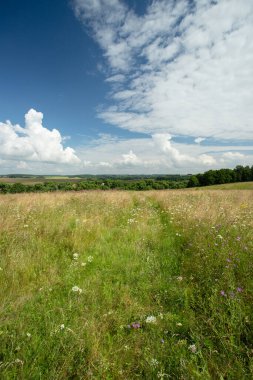 Summer Scenic Landccape With Meadow Flower And Dramatic Clouds In Sunny Day.