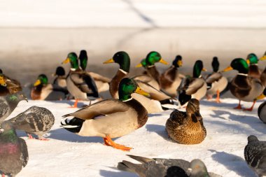 Ducks (Anatidae) Rest By River In Sunny Day In Winter Park
