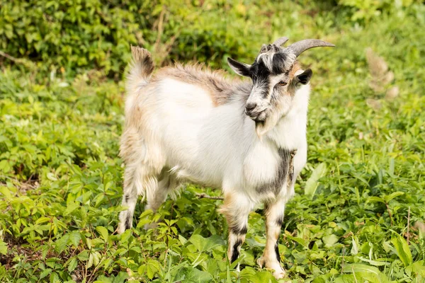 Hausziegenmännchen Weiß Und Braun Mit Hörnern Auf Dem Feld Freien — Stockfoto