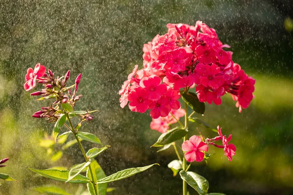 Krásné Květiny Růžové Phlox Snadném Dešti Slunné Zahradě Létě — Stock fotografie