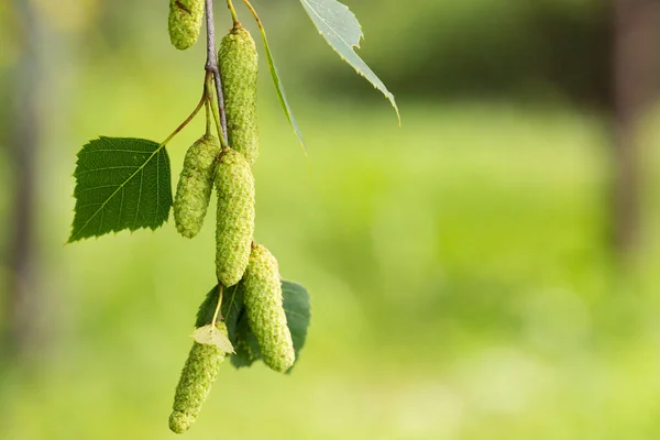 Close Young Birch Earrings Leaves Green Background Garden Outdoors Summer — Foto de Stock