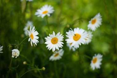 Beautiful Chamomile Flowers Grow In Garden Outdoors In Summer.
