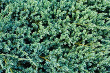 Texture Background Of Green Plant Of Juniper Scaly (Juniperus Squamata) Growing In Garden Outdoors In Summer Close Up.