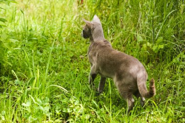 Gray Cat Of Breed Oriental Look In Distance To Other Side In Garden Outdoors In Summer.