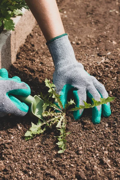 Strijd Tegen Onkruid Vrouwelijke Handen Handschoenen Met Gereedschap Van Schep — Stockfoto