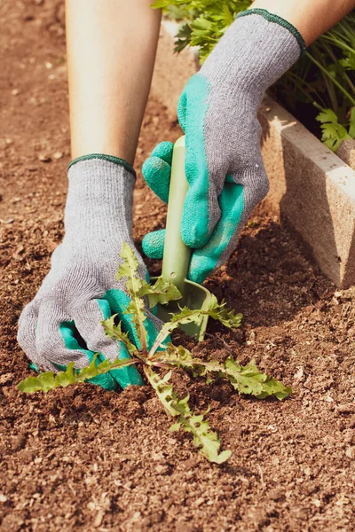 Female Hands Gloves Tool Scoop Pull Weed Ground Sunny Garden — Photo