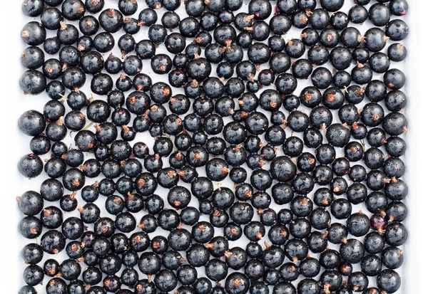 Fresh Ripe Black Berries Currant Drops Water White Square Ceramic — Stock Fotó