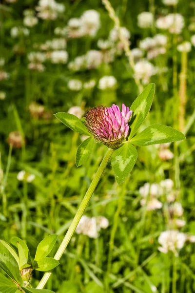 Meadow Red Clover Trifolium Pratense Grow Meadow Sunny Day Summer — Stock Photo, Image