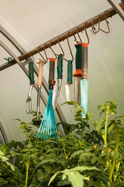 Different Garden Hand Tools Accessories For Gardening Hanging In Greenhouse Over Plant Tomatoes.