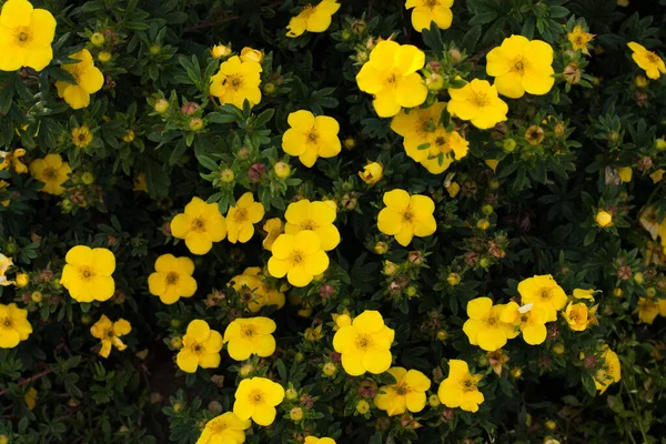 Κίτρινα Λουλούδια Του Αίματος Potentilla Μεγαλώνουν Στον Κήπο Καλοκαίρι — Φωτογραφία Αρχείου