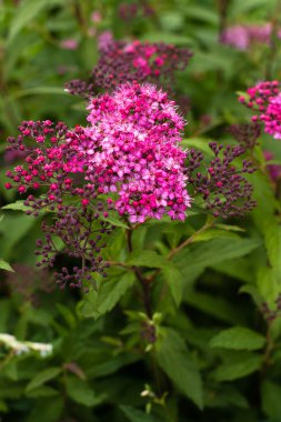 Beautiful Flowers Spirea Color Pink On Branches Of Bush Grow In Garden In Summer.
