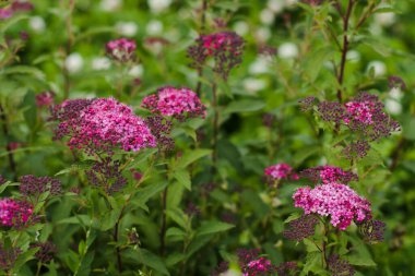 Beautiful Flowers Spirea Color Pink On Branches Of Bush Grow In Garden In Summer.