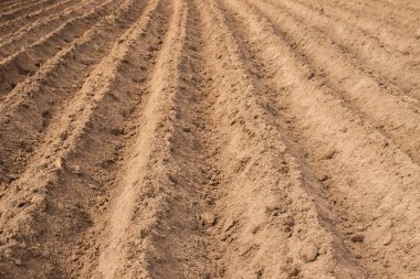 Plowed Potato Field In Spring Season In Countryside Close Up.