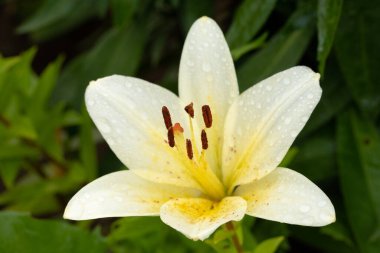 Large Beautiful White Flower Of Hemerocallis With Drops Water Grow In Summer Garden.