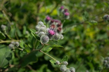 Herbaceous Plant Of Burdock (Arctium) Grow On Sunny Meadow In Summertime Close Up.