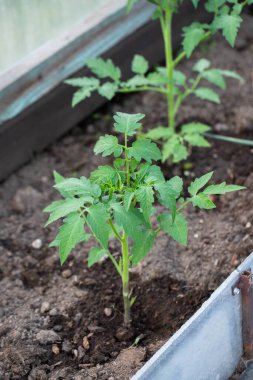 Genç Yeşil Domates Bitkisi Yaz Zamanı Serada Büyüyor.