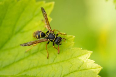 Yeşil Frenk üzümünde Yabanarısı (Böcek) Yaz Bahçesinde Yapraklar Yakından.