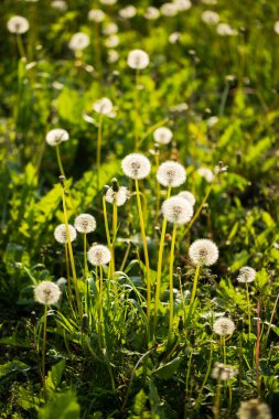 Olgun karahindiba çiçekleri Yazın gün batımında güneşli bir günde çayırda.
