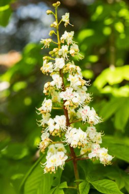 Açan Güzel Çiçek Aesculus (Aesculus Hippocastanum) Yaz Parkı 'nda.
