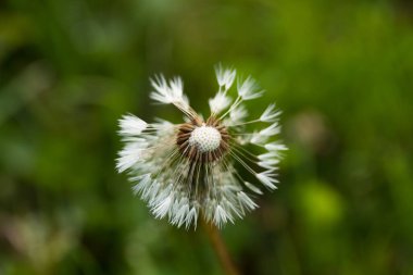 Olgun karahindiba çiçeği başlıklı yeşil arka planda Yazın yağan Makro yağmurdan sonra.