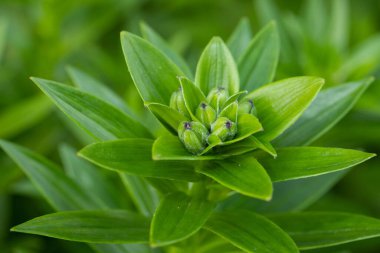 Lily Avantajı Çiçeği Yaz Bahçesinde Büyüyor.