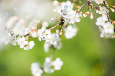 Güzel narin çiçek arkaplanı. Baharda baharda bahçedeki güneşli bir günde çimenlerin yeşil arka planında çiçek açan dallar..