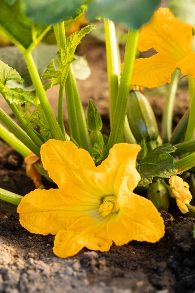Цветение Красивый Желтый Цветок Сквоша Растет Овощном Саду Солнечный День — стоковое фото