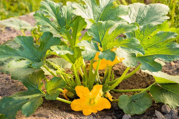 Grüner Gemüsekürbis Mit Gelben Blüten Der Gemüsegarten Sonnigen Tagen Sommer — Stockfoto