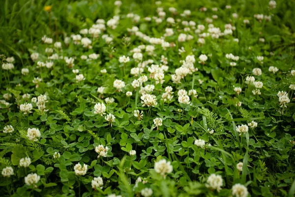 Meadow White Clovers Trifolium Pratense Grow Meadow Summer Closure — стоковое фото