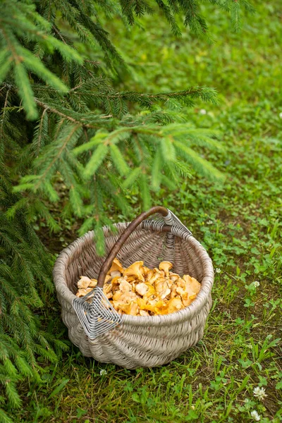 Mushroom Chanterelle Wattled Basket Pur Green Grass Summer Forest — 스톡 사진