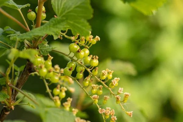 Omogna Röda Vinbär Med Blad Vårträdgården Närbild — Stockfoto