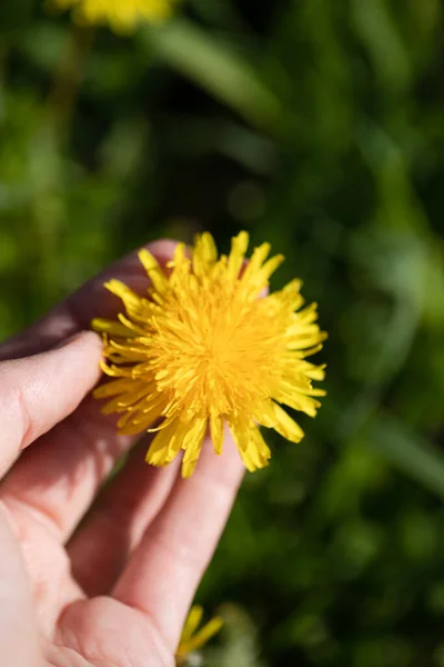 Close Yellow Dandelion Flower Female Hand Background Green Grass Meadow — Stock Photo, Image