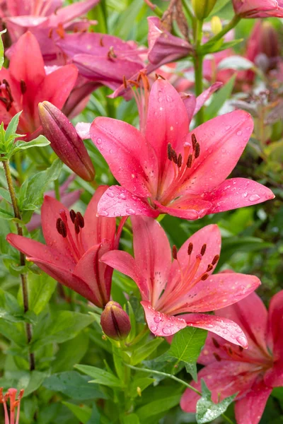 Vackra Röda Blommor Hemerocallis Med Vatten Droppar Växa Sommaren Översvämmade Stockbild