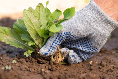 Eldiven Eldiveni Topraktan gelen köklerle yabani otları temizliyor.