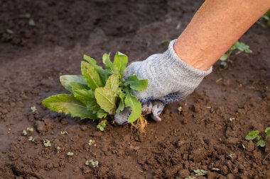 Eldivenli kadın, yazın bahçedeki topraktan otları temizliyor..