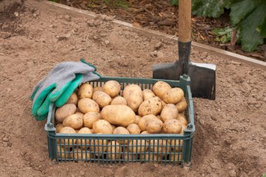 Plastik kutuda patatesler, iş eldivenleri ve yazın bahçede kürek..