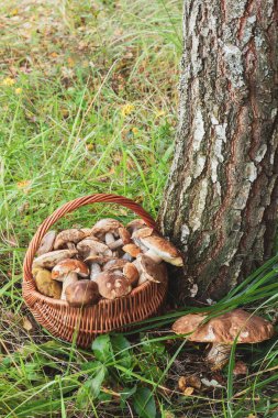 Yazın huş ağacının yanındaki Wicker Sepetinde Taze Yaban Mantarları.