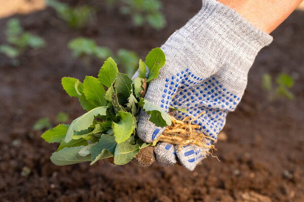 Hand Female In Glove With Weeds With Roots From Soil On Garden In Summer Close Up.