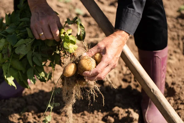 가까울 노인의 손으로 감자를 수확하는 — 스톡 사진