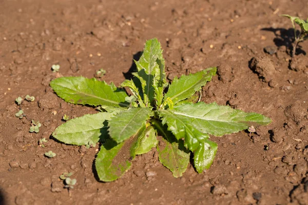 Cirsium Arvense Ползучий Чертополох Растет Гроунде Солнечный День Открытом Воздухе — стоковое фото