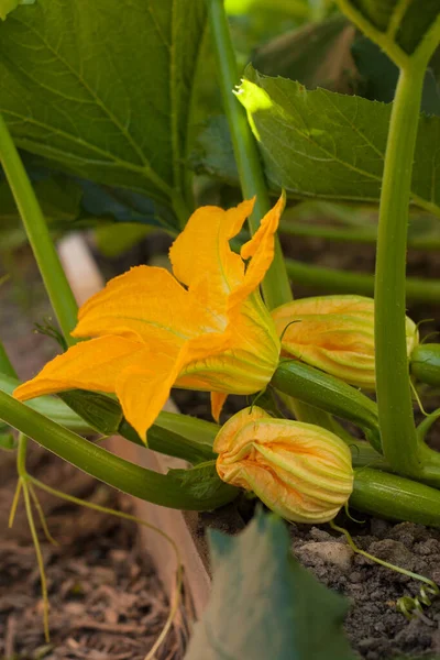 Vegetabiliska Marrows Zucchini Med Blommor Som Växer Trädgården Utomhus Sommaren — Stockfoto