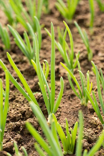 春天里在菜园里从地里长出来的洋葱苗 — 图库照片