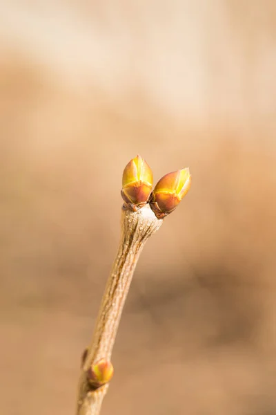 ライラックの緑の芽を持つ枝 シリンガ 春の終わりに庭で成長 — ストック写真