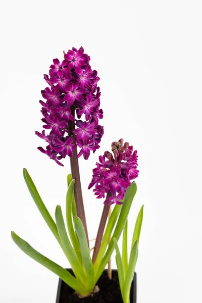 Flores Hyacinth Roxo Potenciômetro Plástico Isolado Fundo Branco — Fotografia de Stock