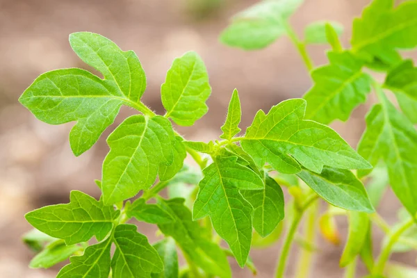 Plantor Unga Groddar Tomater Med Gröna Blad Som Växer Växthus — Stockfoto