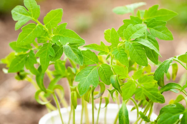 Plantor Unga Groddar Tomater Med Gröna Blad Som Växer Växthus — Stockfoto