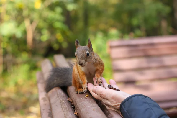 Squirrel in autumn park — Stock Photo, Image