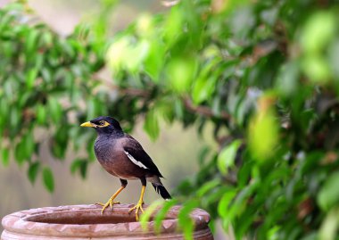 Ortak myna