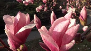 Parlak ve renkli çiçekli Manolya ağaçlarında Krasnodar kamu bahçeleri.