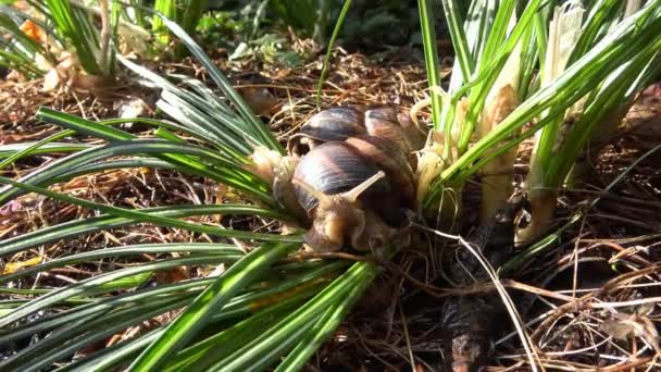 Vorfrühling in den Ausläufern des Kaukasus. Frühlingsblumen Krokusse und Weinbergschnecke. — Stockvideo